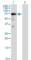 FRS2 Antibody (monoclonal) (M02)