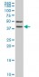 FRZB Antibody (monoclonal) (M02)