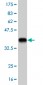 FRZB Antibody (monoclonal) (M05)