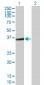 FRZB Antibody (monoclonal) (M05)