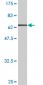 FST Antibody (monoclonal) (M01A)