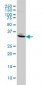 FST Antibody (monoclonal) (M01A)