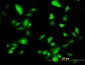 FTCD Antibody (monoclonal) (M01)