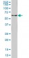 FTCD Antibody (monoclonal) (M02)