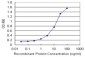 FTL Antibody (monoclonal)