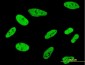 FUBP1 Antibody (monoclonal) (M01)