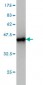 FUBP1 Antibody (monoclonal) (M01)