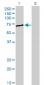 FUBP1 Antibody (monoclonal) (M01)