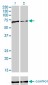 FUBP1 Antibody (monoclonal) (M01)