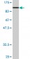 FUBP1 Antibody (monoclonal) (M03)