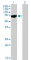 FUBP1 Antibody (monoclonal) (M03)