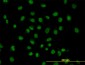 FUSIP1 Antibody (monoclonal) (M03)