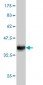 FUSIP1 Antibody (monoclonal) (M03)