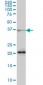 FUSIP1 Antibody (monoclonal) (M03)