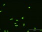 FUSIP1 Antibody (monoclonal) (M07)