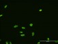 FUSIP1 Antibody (monoclonal) (M07)