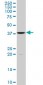 FUSIP1 Antibody (monoclonal) (M07)