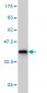 FUT2 Antibody (monoclonal) (M02)