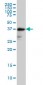 FUT2 Antibody (monoclonal) (M02)