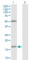 FUT2 Antibody (monoclonal) (M02)