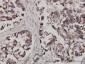 FXR1 Antibody (monoclonal) (M01)