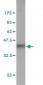 FXR1 Antibody (monoclonal) (M01)