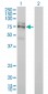 FXR1 Antibody (monoclonal) (M01)