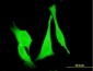 FZD3 Antibody (monoclonal) (M09)