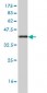 FZD3 Antibody (monoclonal) (M09)