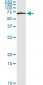 FZD5 Antibody (monoclonal) (M01)