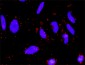 FZD5 Antibody (monoclonal) (M01)