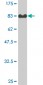 FZR1 Antibody (monoclonal) (M02)