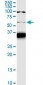 FZR1 Antibody (monoclonal) (M02)