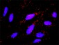 FZR1 Antibody (monoclonal) (M02)