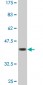 FZR1 Antibody (monoclonal) (M09)