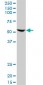 FZR1 Antibody (monoclonal) (M09)