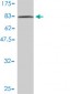 G22P1 Antibody (monoclonal) (M01)