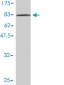 G22P1 Antibody (monoclonal) (M01)