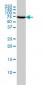 G22P1 Antibody (monoclonal) (M01)