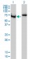 G22P1 Antibody (monoclonal) (M01)