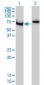 G22P1 Antibody (monoclonal) (M01)