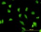 G3BP Antibody (monoclonal) (M01)