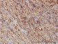 G3BP Antibody (monoclonal) (M01)