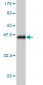 G3BP Antibody (monoclonal) (M01)