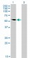 G3BP Antibody (monoclonal) (M01)