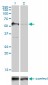 G3BP Antibody (monoclonal) (M01)