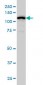 GABBR1 Antibody (monoclonal) (M01)