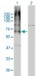 GABBR1 Antibody (monoclonal) (M01)