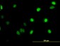 GABPA Antibody (monoclonal) (M03)