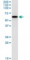 GABPA Antibody (monoclonal) (M03)